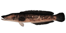 CHINESE SNAKEHEAD