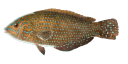 BLUESPOTTED WRASSE