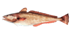 RED CODLING