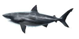 NICARAGUAN BULL SHARK
