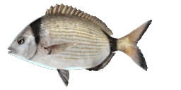COMMON TWO-BANDED SEABREAM