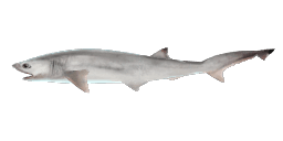 SHARPNOSE SEVENGILL SHARK