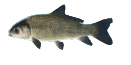 SMALLMOUTH BULL FISH