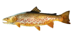 TIGER TROUT