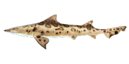 LEOPARD SHARK