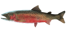 CUTBOW TROUT