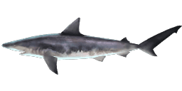 BLACKNOSE SHARK