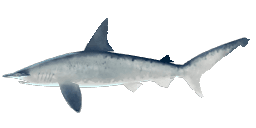 BONNETHEAD SHARK