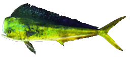 DOLPHINFISH