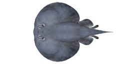 ELECTRIC RAY
