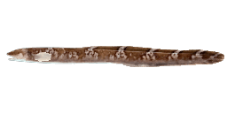 GREATER EELPOUT