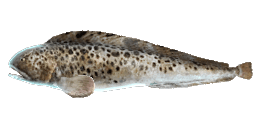 SPOTTED WOLFFISH