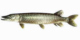 MIGHTY MUSKELLUNGE