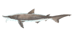 SCISSOR-TOOTHED SHARK