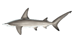 GREAT HAMMERHEAD SHARK