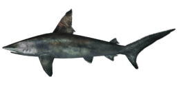 GRUESOME SHARK