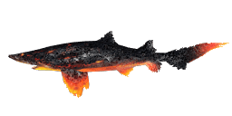 VOLCANIC TIGER SHARK