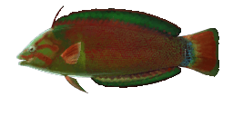 AFRICAN WRASSE