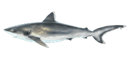 SILVERTIP SHARK