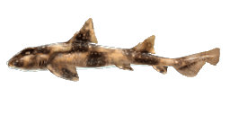 WHITESPOTTED BULLHEAD SHARK