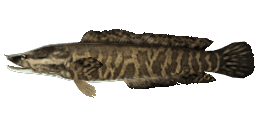 AFRICAN SNAKEHEAD