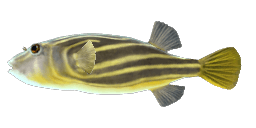 FAHAKA FISH