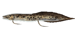 MARBLED LUNGFISH