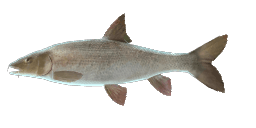 FRENCH BARBEL