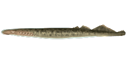 SPOTTED LAMPREY